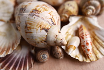 Close-up of assorted seashells and marine mollusk shells on a wooden surface