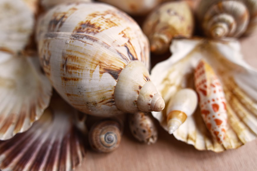 Close-up of assorted seashells and marine mollusk shells on a wooden surface