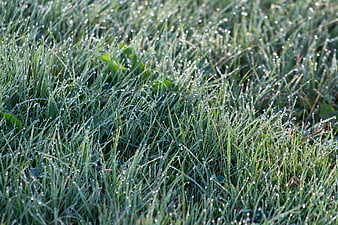 Close-up of green grass with morning dew drops