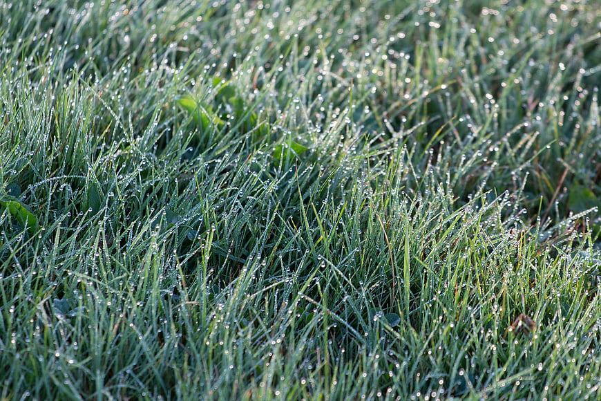 Close-up of green grass with morning dew drops