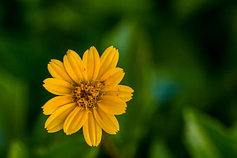 Close-up of a yellow flower with green bokeh background