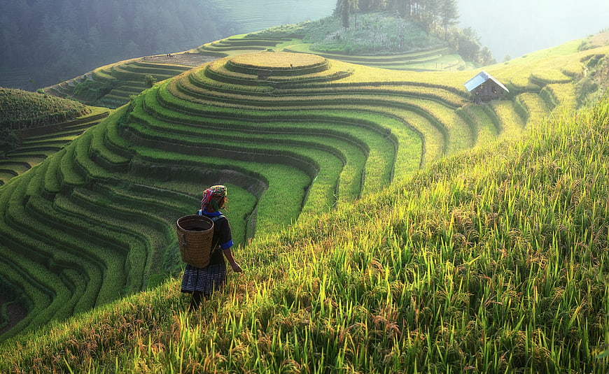Woman with basket walking through lush green rice terraces