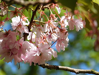 Close-up of delicate pink cherry blossoms on a branch