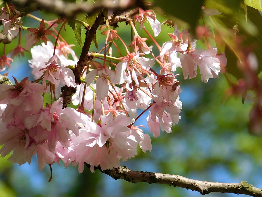 Close-up of delicate pink cherry blossoms on a branch