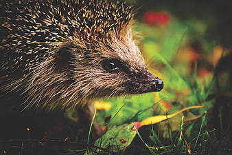 Close-up profile of a hedgehog in a natural grassy environment