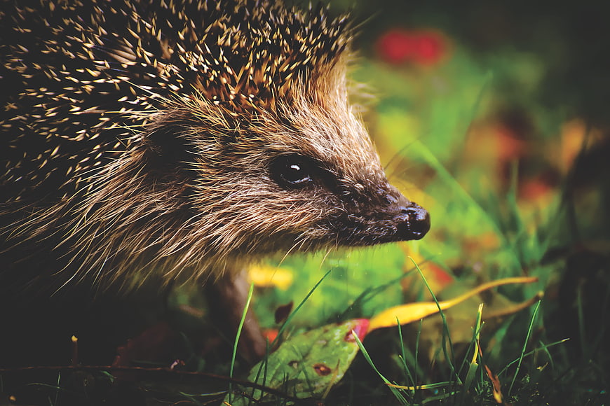 Close-up profile of a hedgehog in a natural grassy environment