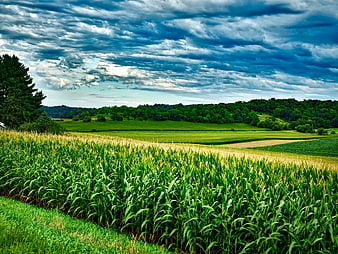 Vibrant Green Cornfield Landscape Under Dramatic Cloudy Sky