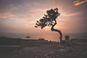 Silhouette of twisted tree on rocky cliff at sunset