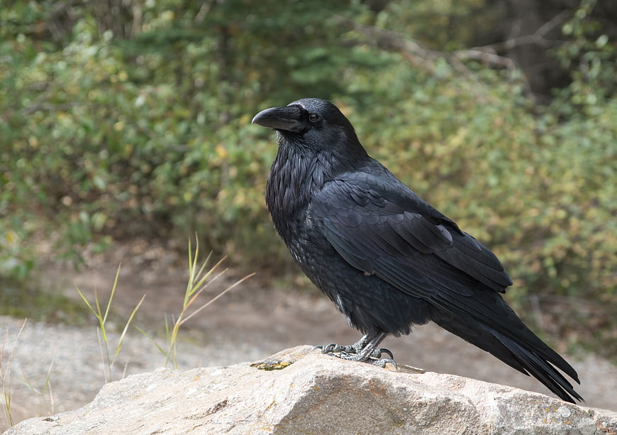 Black Raven Perched on Rock in Natural Forest Setting