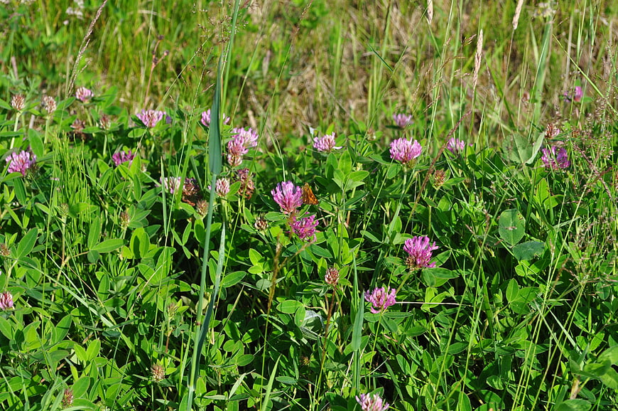 Pink Clover Flowers in Green Meadow with Butterfly