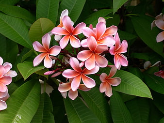 Pink and Orange Plumeria Flowers on Green Leaves