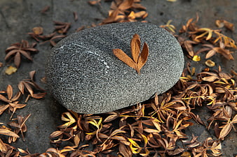 Smooth gray stone with autumn leaves on dark background