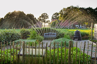 Sprinkler watering vegetable garden at sunset