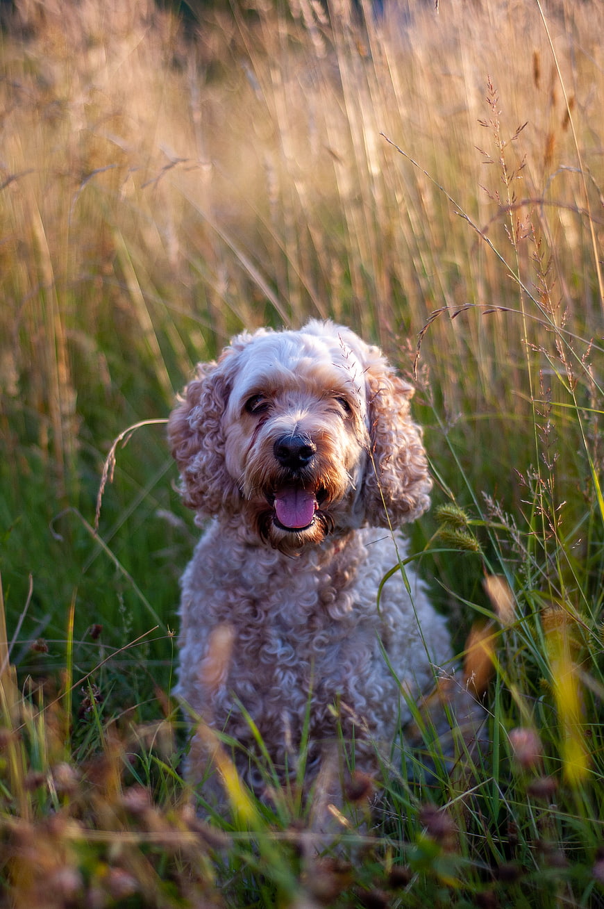 Happy Goldendoodle Dog Portrait in Tall Grass Field
