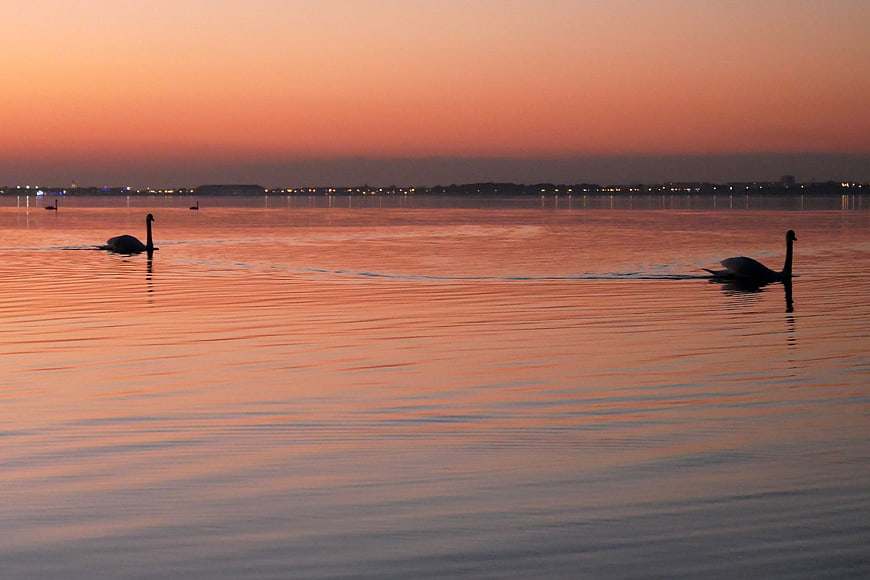 Silhouetted swans swimming in calm water at sunset