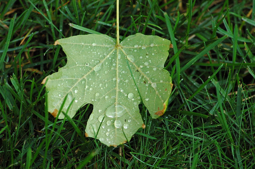 Green maple leaf with water droplets on grass