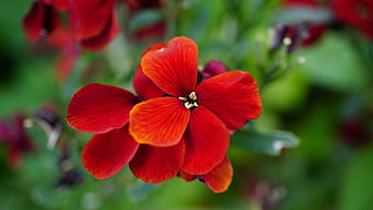 Vibrant Red Wallflower Close-Up with Green Bokeh Background