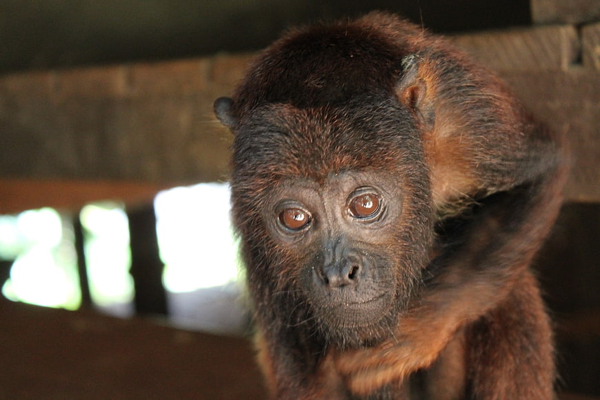 Close-up portrait of a capuchin monkey looking at camera
