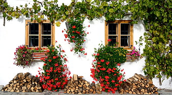 Charming white house facade with wooden windows, red flowers, and stacked firewood