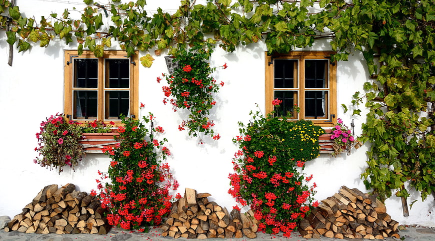 Charming white house facade with wooden windows, red flowers, and stacked firewood