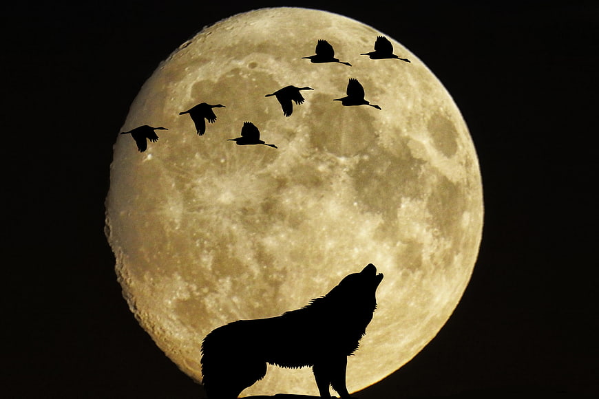 Silhouette of a howling wolf and flying birds against a full moon