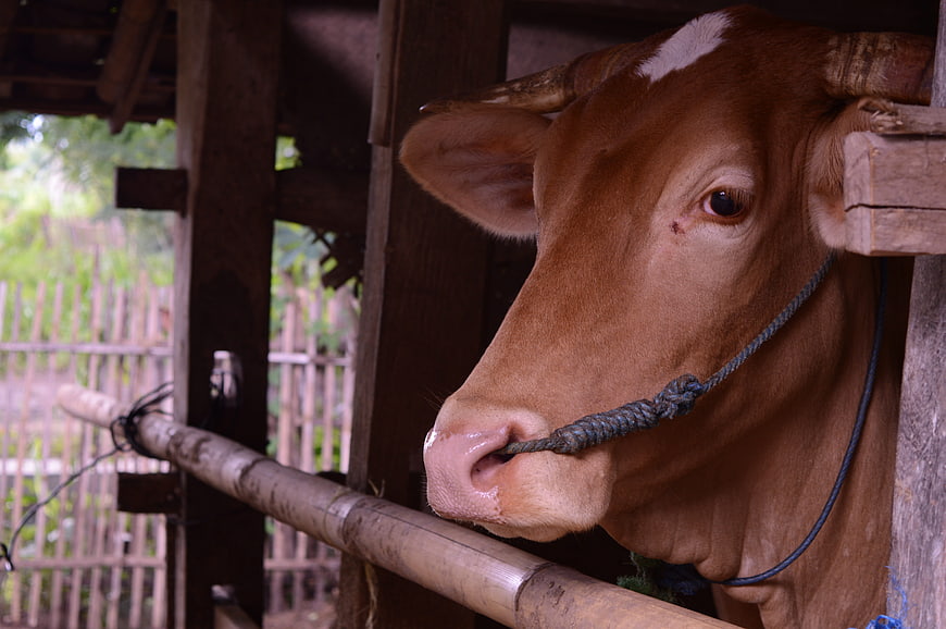 Close-up portrait of brown cow in rustic wooden barn
