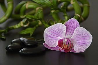 Pink Orchid Flower With Black Stones And Lucky Bamboo