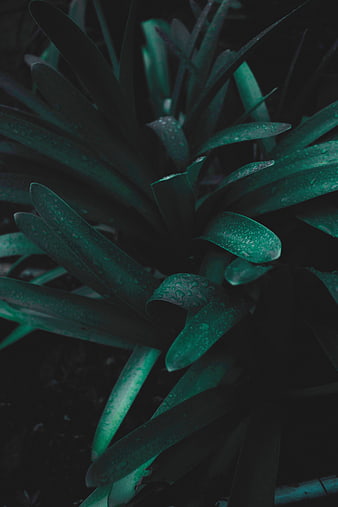 Dark moody green plant leaves with water droplets