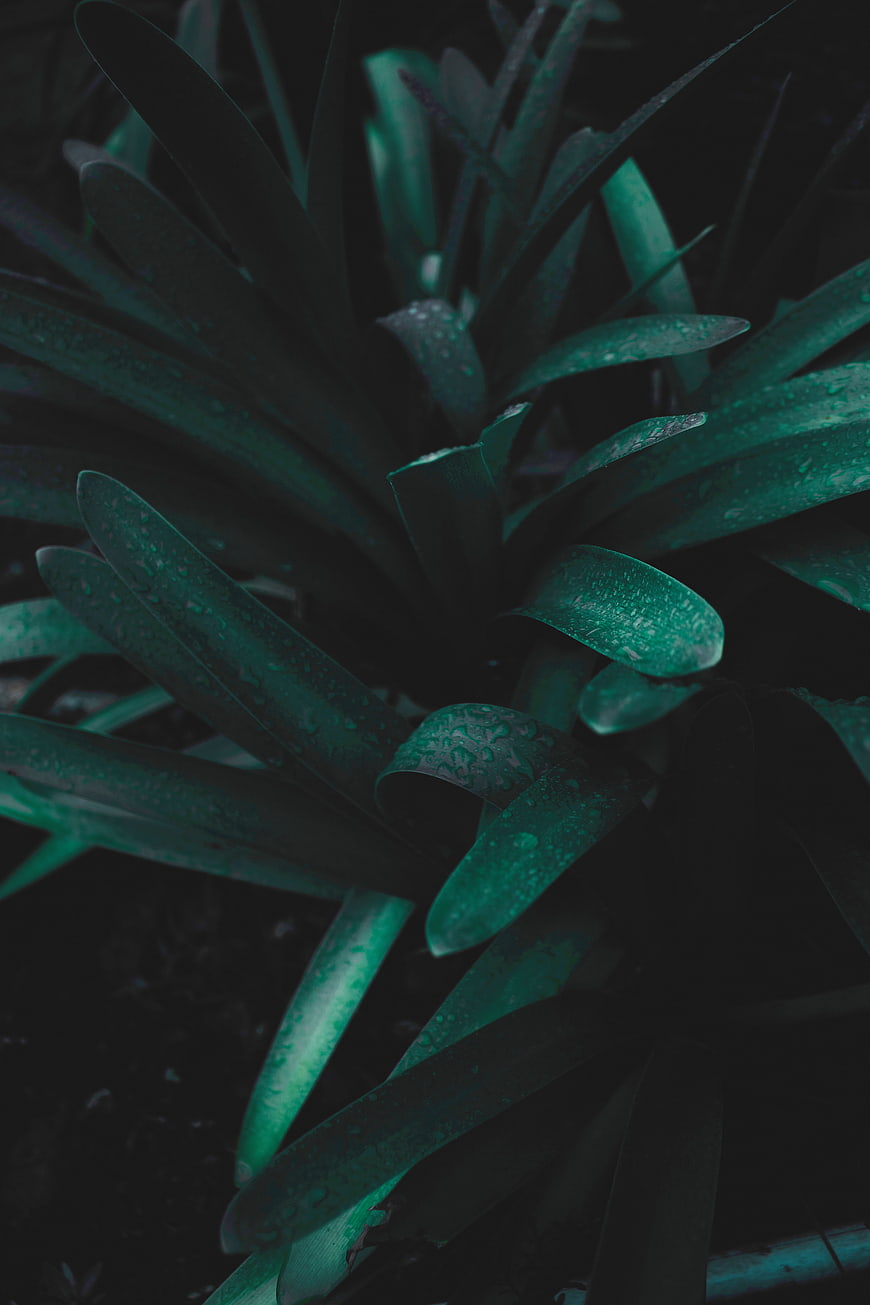 Dark moody green plant leaves with water droplets