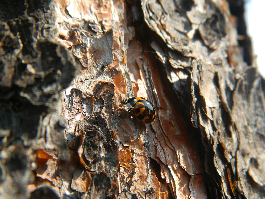 Close-up of a ladybug on textured tree bark
