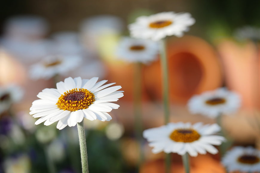 Close-up of a white daisy with yellow center in a garden