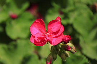 Close-up of vibrant red geranium flower with green background
