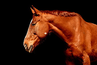 Profile Portrait of Brown Horse on Black Background