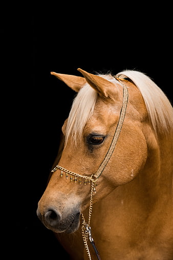 Portrait of a Palomino Horse with Gold Bridle on Black Background