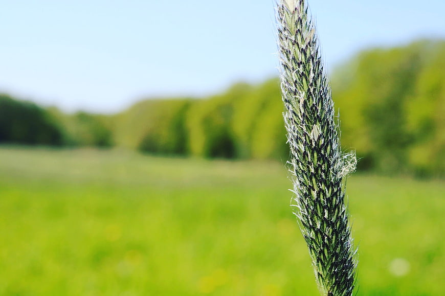 Close-up of a green grass seed head in a sunny meadow