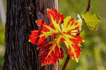 Backlit Grape Leaf With Autumn Colors