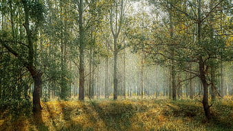 Sunlit Misty Forest with Tall Trees and Golden Grass