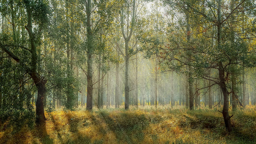 Sunlit Misty Forest with Tall Trees and Golden Grass