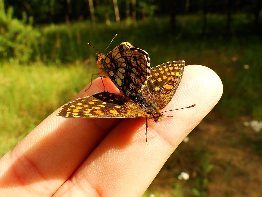 Two butterflies mating on a human finger in nature
