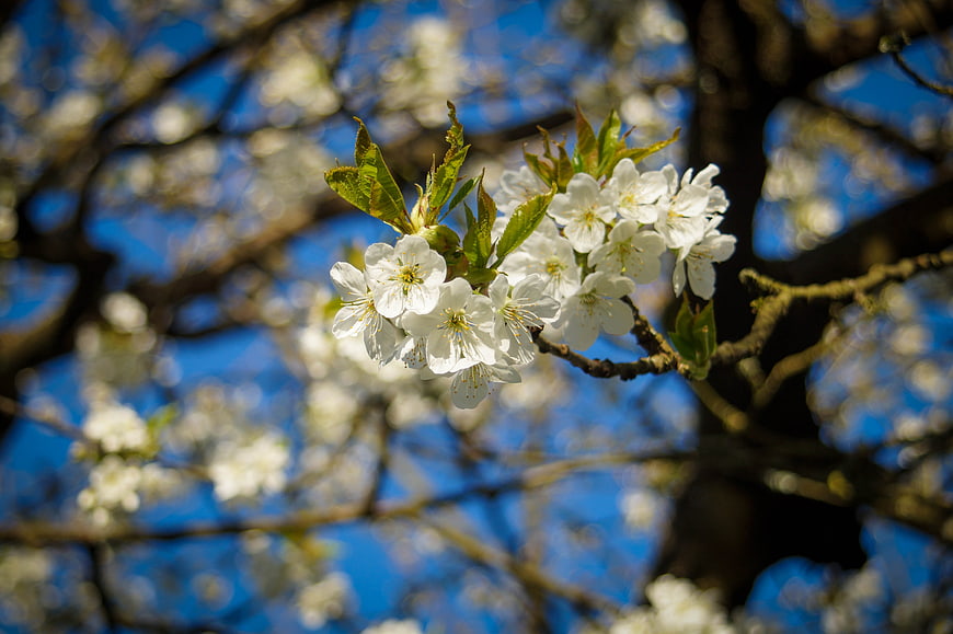 White cherry blossoms on a branch against a blue sky