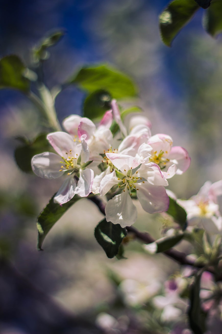 Close-up of white and pink apple blossoms on a branch