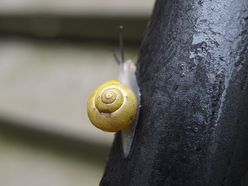 Close-up of a yellow snail climbing a dark wet surface