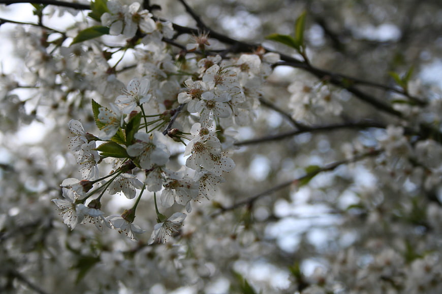 Close-up of white cherry blossoms on a tree branch in spring