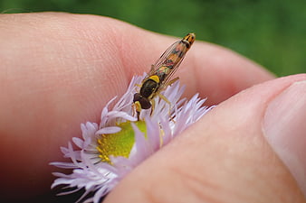 Close-up of a hoverfly on a purple flower held in hand