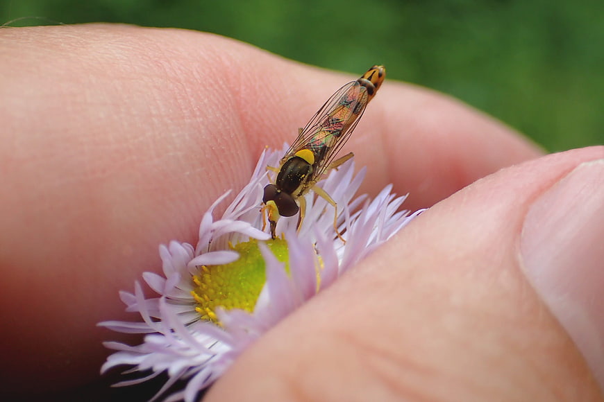 Close-up of a hoverfly on a purple flower held in hand