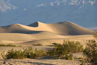 Golden sand dunes with green shrubs and distant mountains