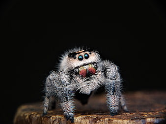Close-up portrait of a jumping spider on wood