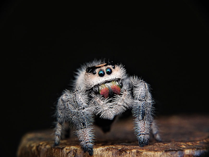 Close-up portrait of a jumping spider on wood