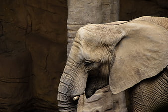 Close-up portrait of an African elephant in a zoo enclosure