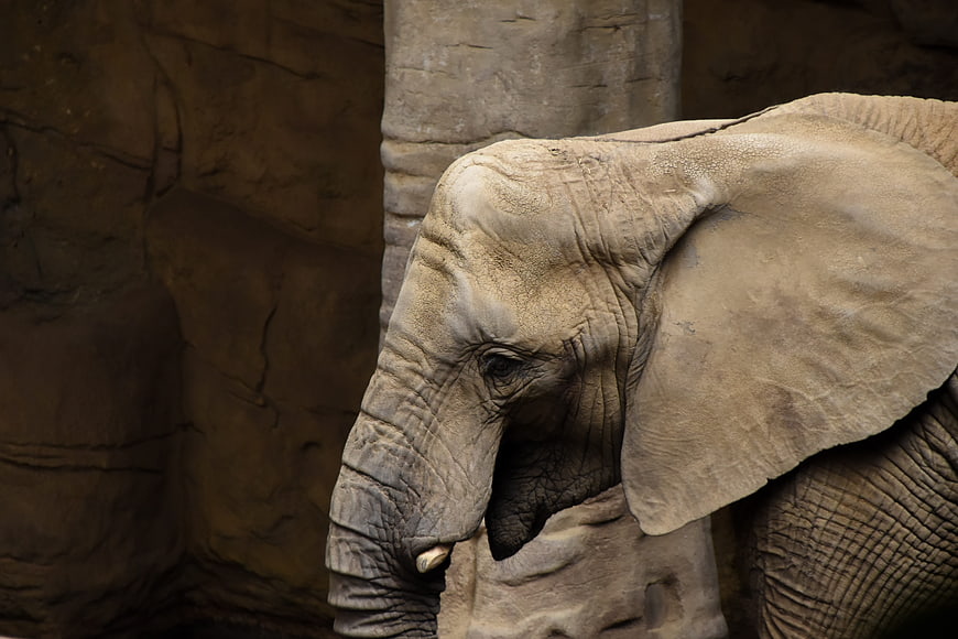 Close-up portrait of an African elephant in a zoo enclosure